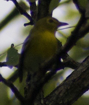 キノドモズモドキ - ML368310401