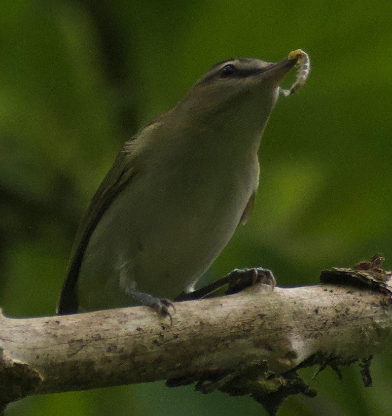 Rotaugenvireo - ML368310491