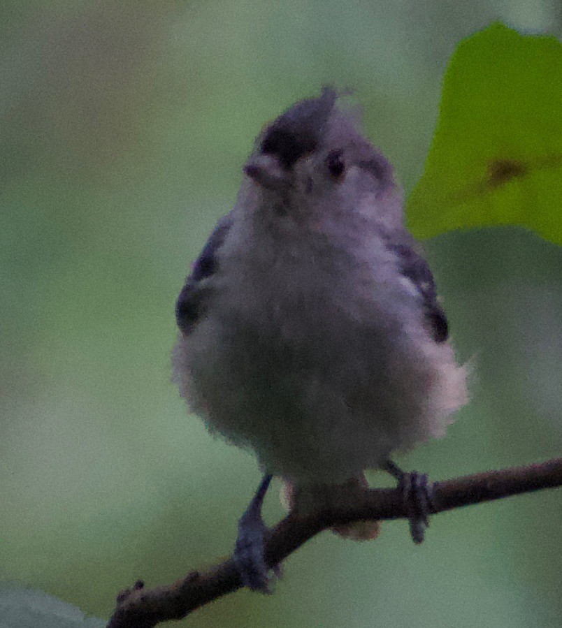 Mésange bicolore - ML368310631