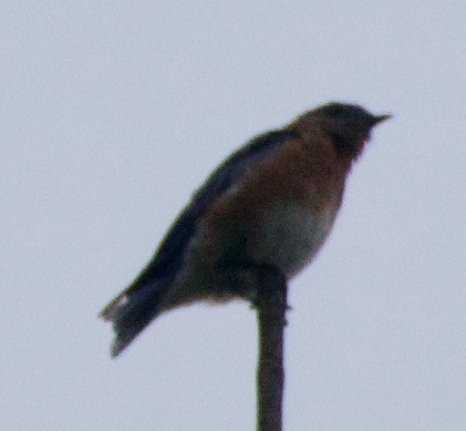 Eastern Bluebird - ML368310811