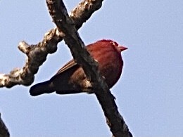 Red-billed Firefinch - ML368310891