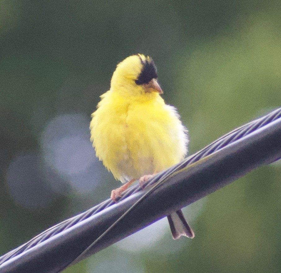 American Goldfinch - ML368310921