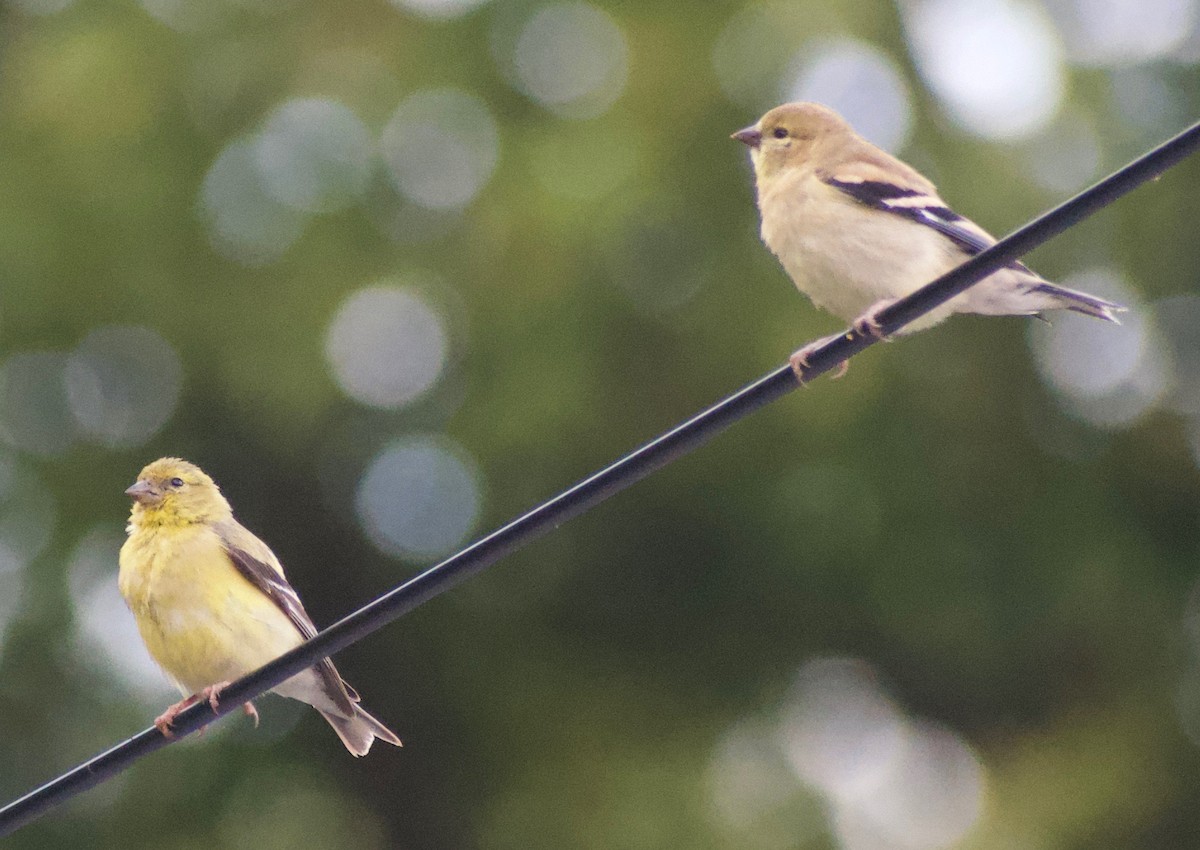 American Goldfinch - ML368310931