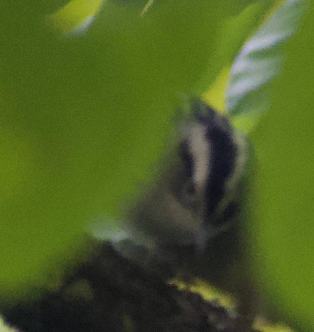 Black-and-white Warbler - ML368310981