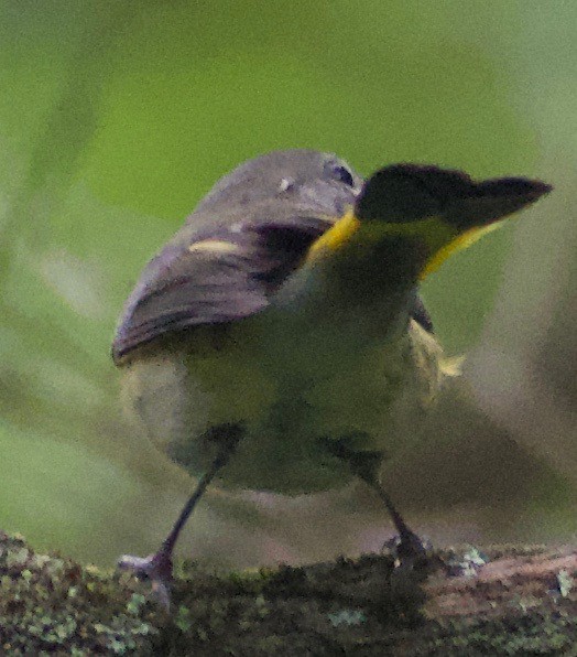 American Redstart - ML368311011