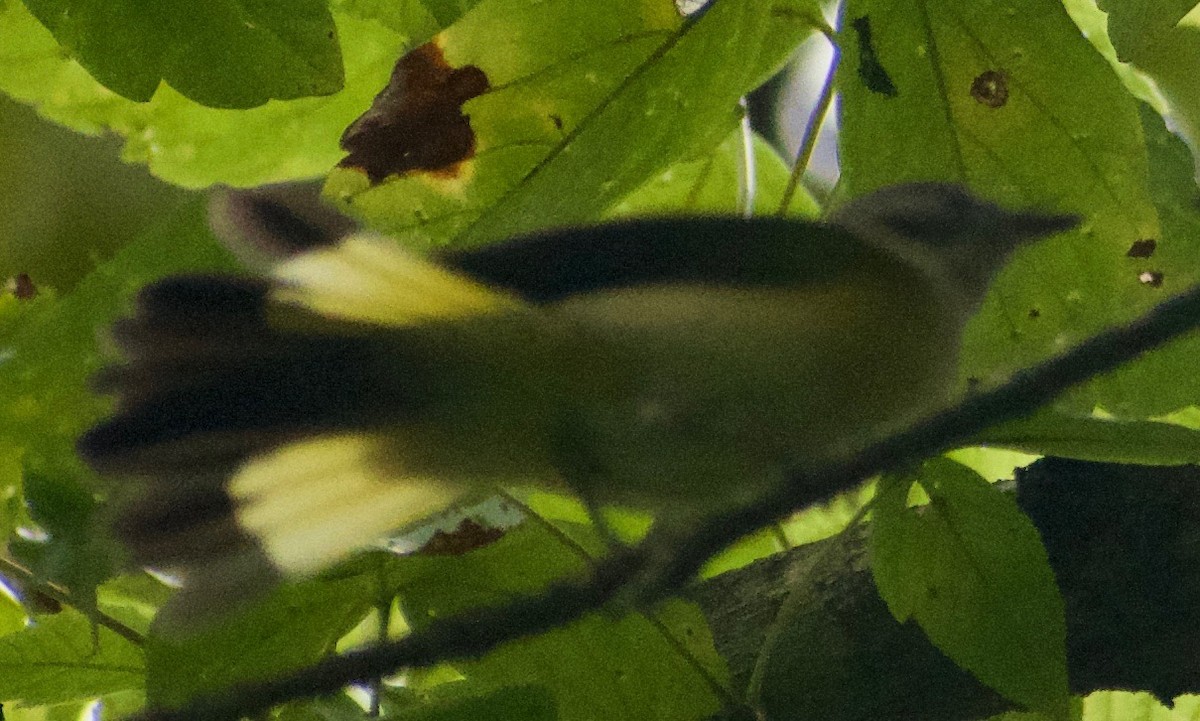 American Redstart - ML368311071