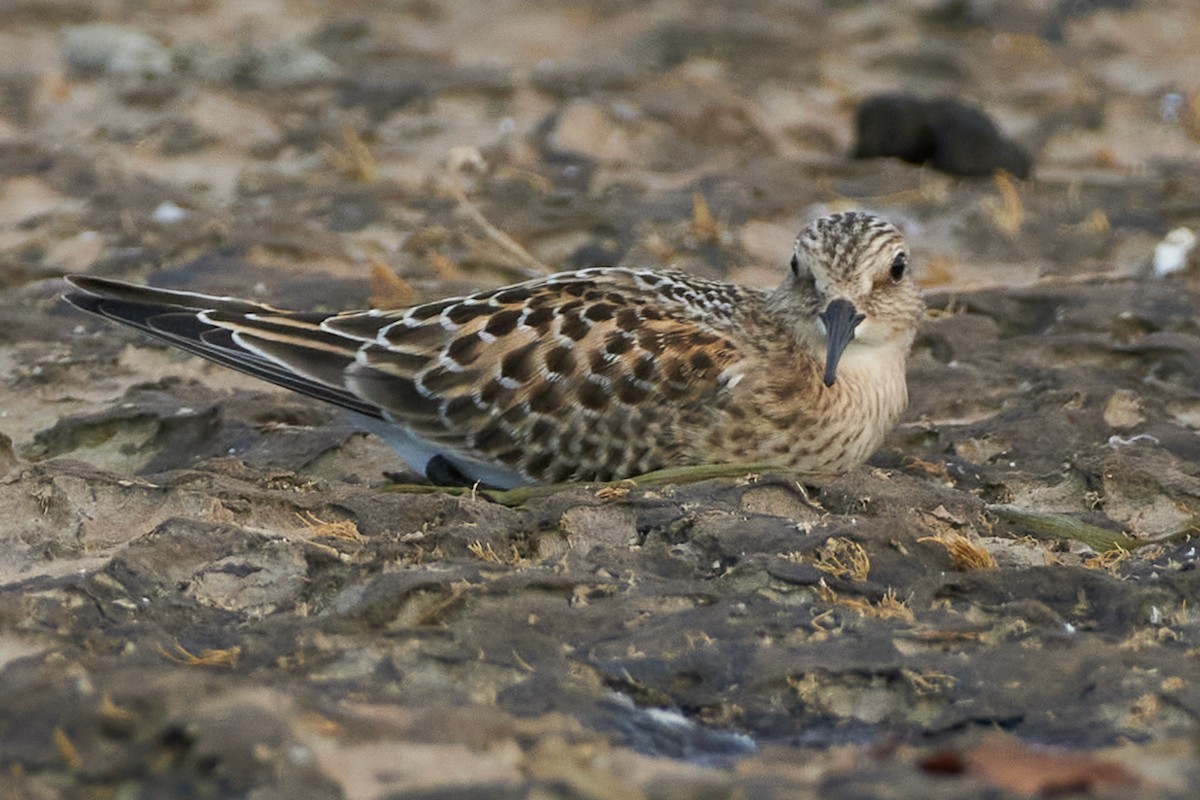 Correlimos de Baird - ML368311091