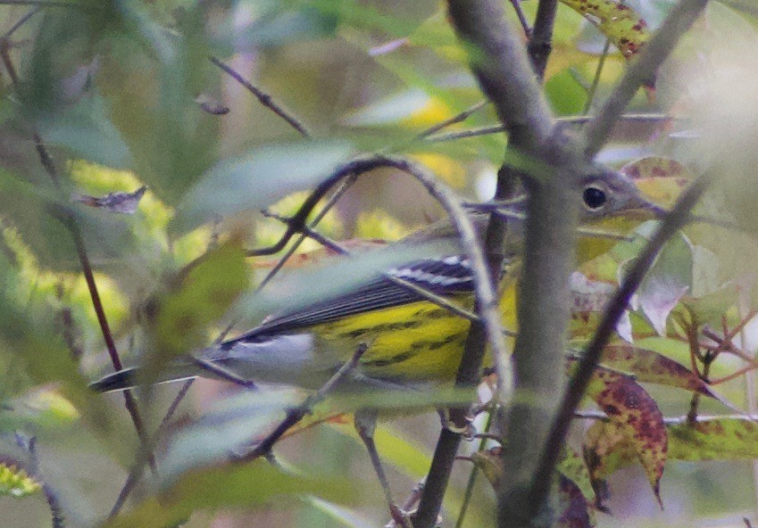 Magnolia Warbler - ML368311151