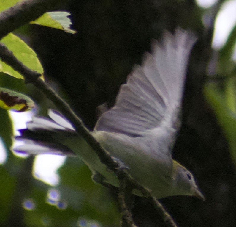 Chestnut-sided Warbler - Asher Perla