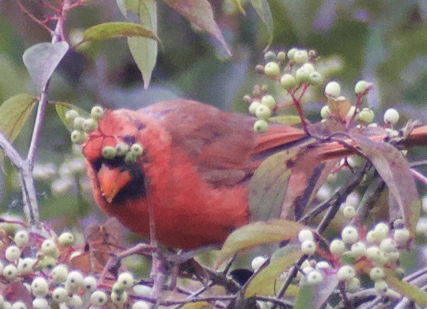 Cardinal rouge - ML368311251