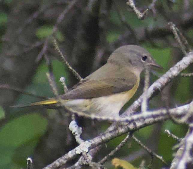 American Redstart - ML368311291