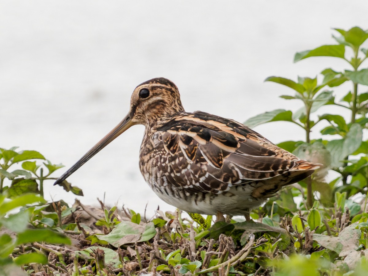 Common Snipe - William Stephens