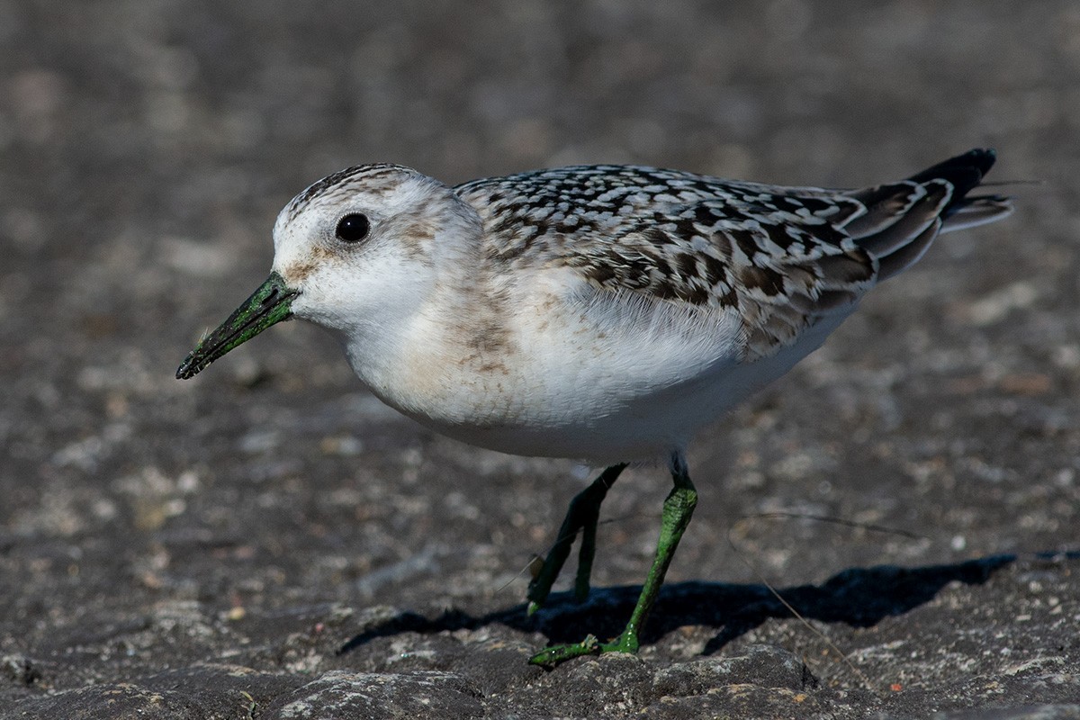 Sanderling - ML368320401