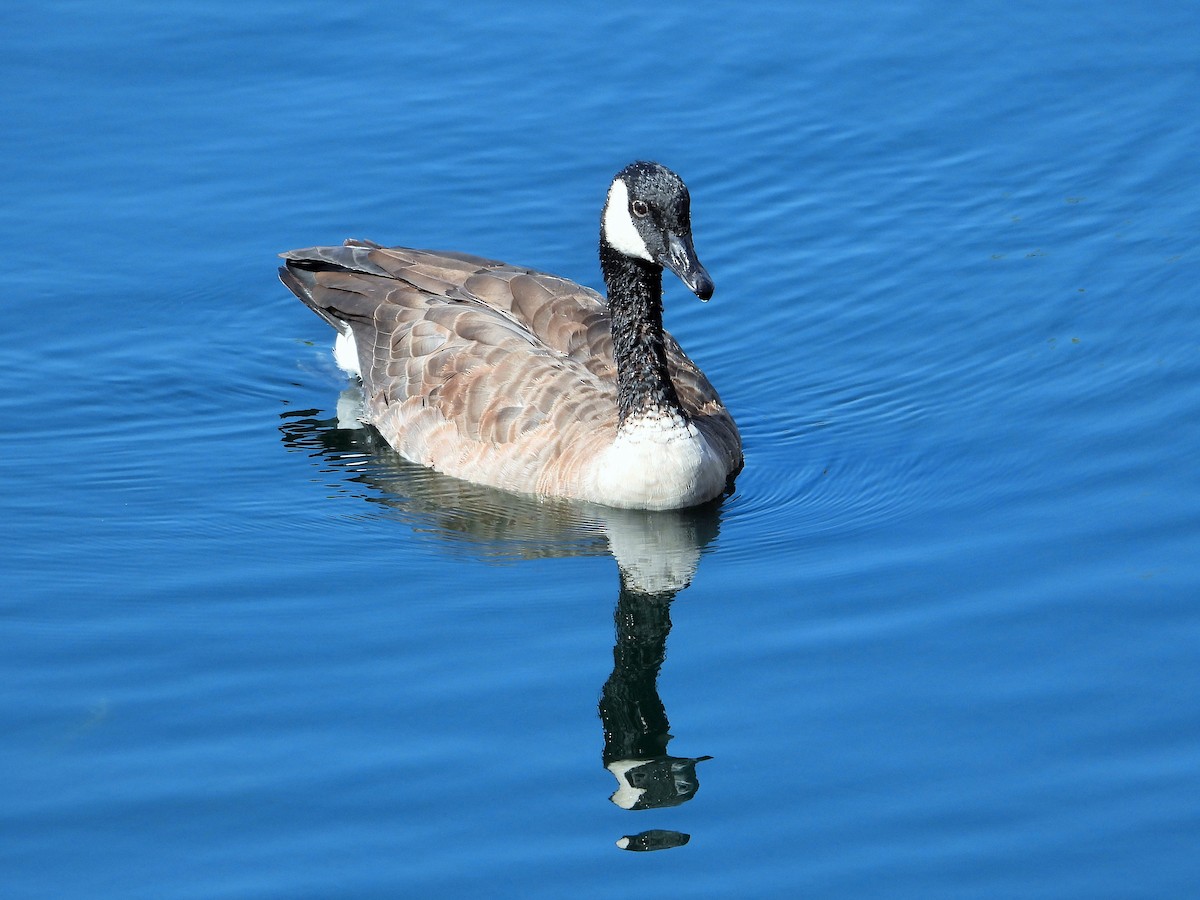 Canada Goose - ML368321591