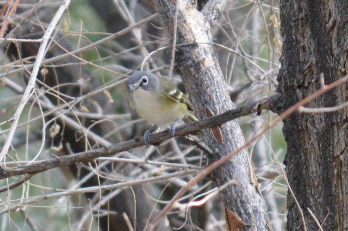 Vireo Solitario - ML368321721