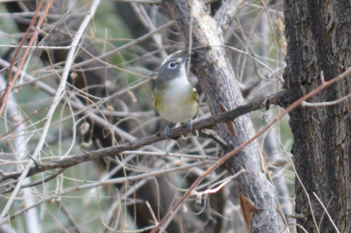 Vireo Solitario - ML368321731