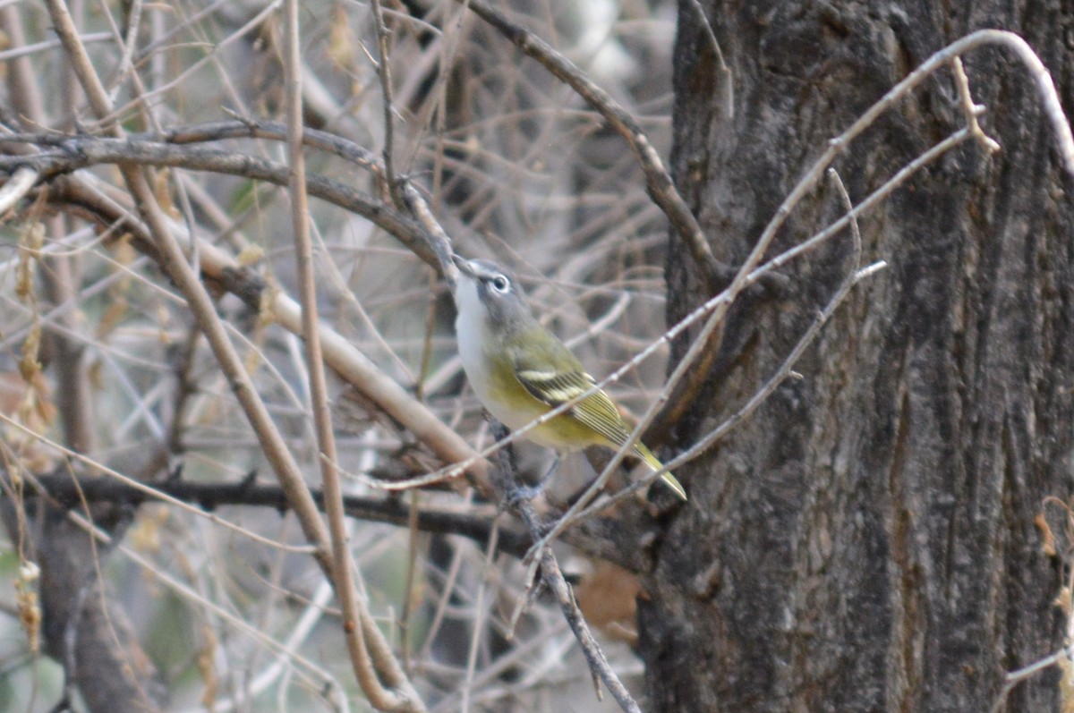 Vireo Solitario - ML368321741