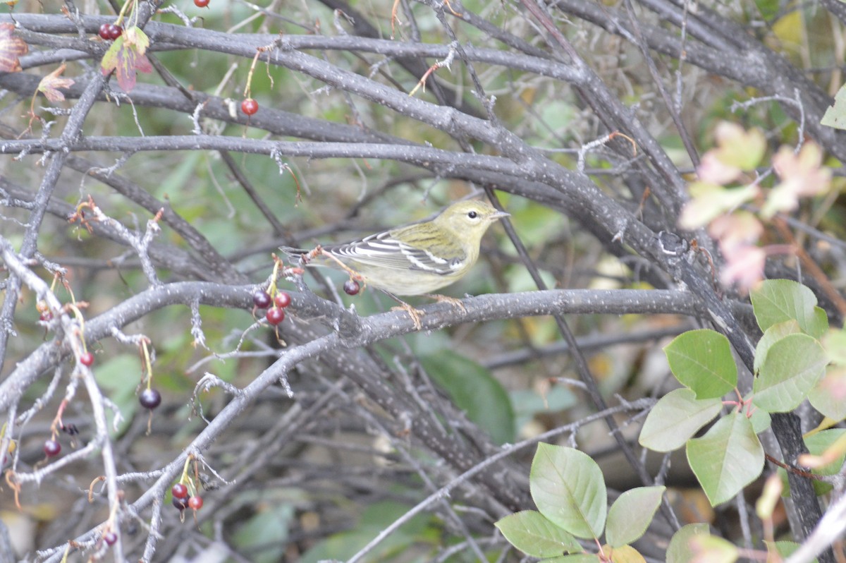 Blackpoll Warbler - ML368323161