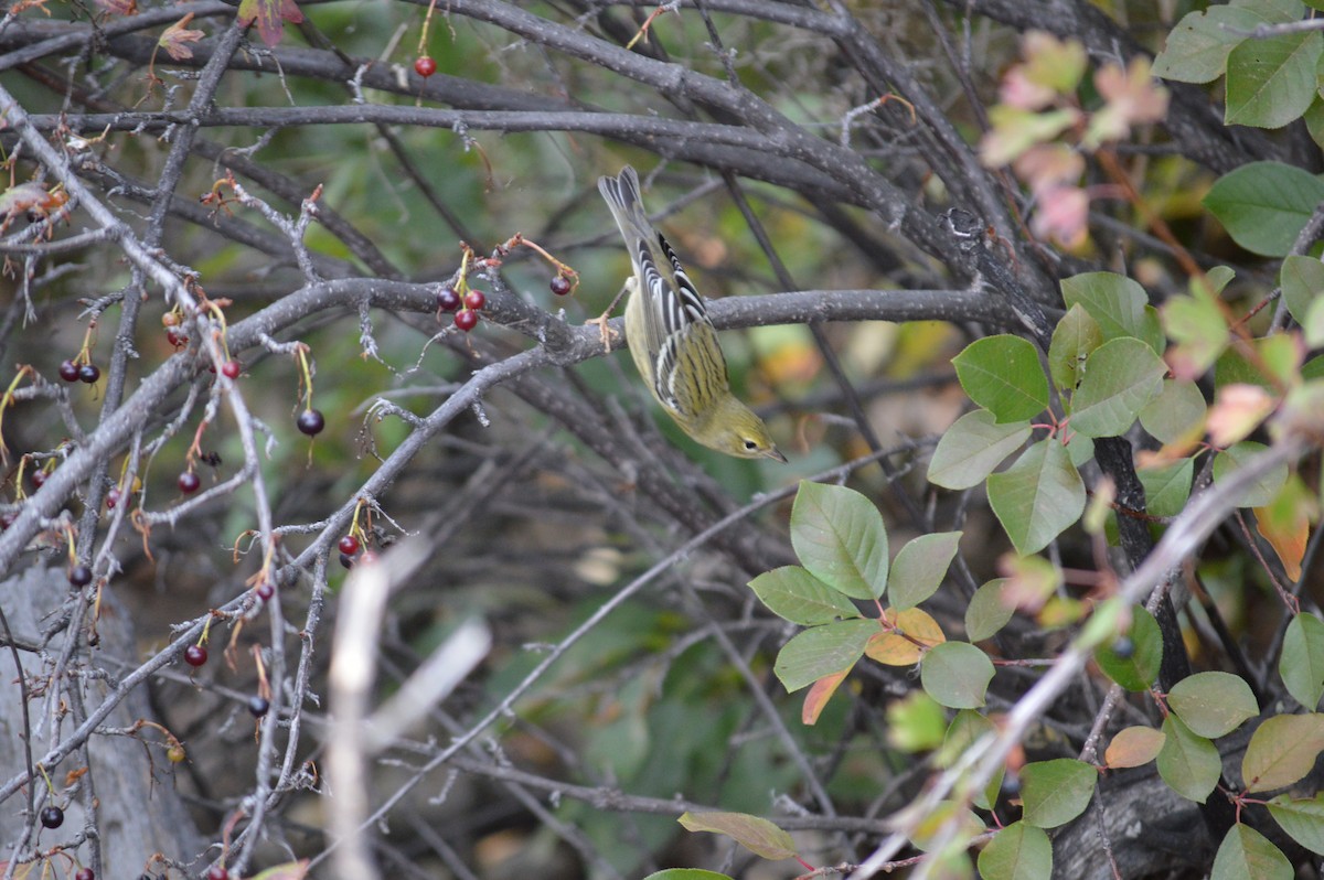 Blackpoll Warbler - ML368323241