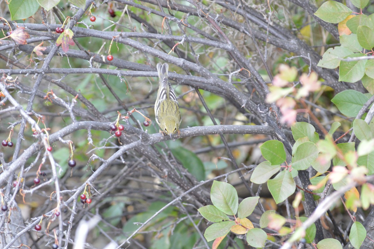 Blackpoll Warbler - ML368323271