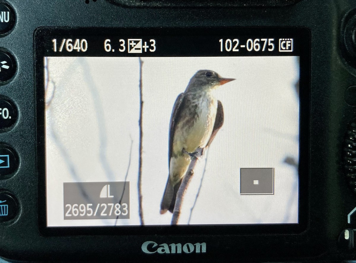 Olive-sided Flycatcher - ML368325611