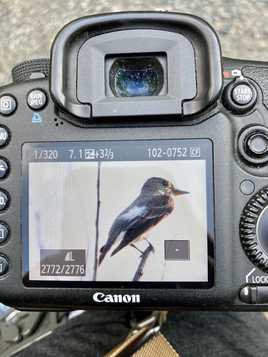 Olive-sided Flycatcher - ML368325641