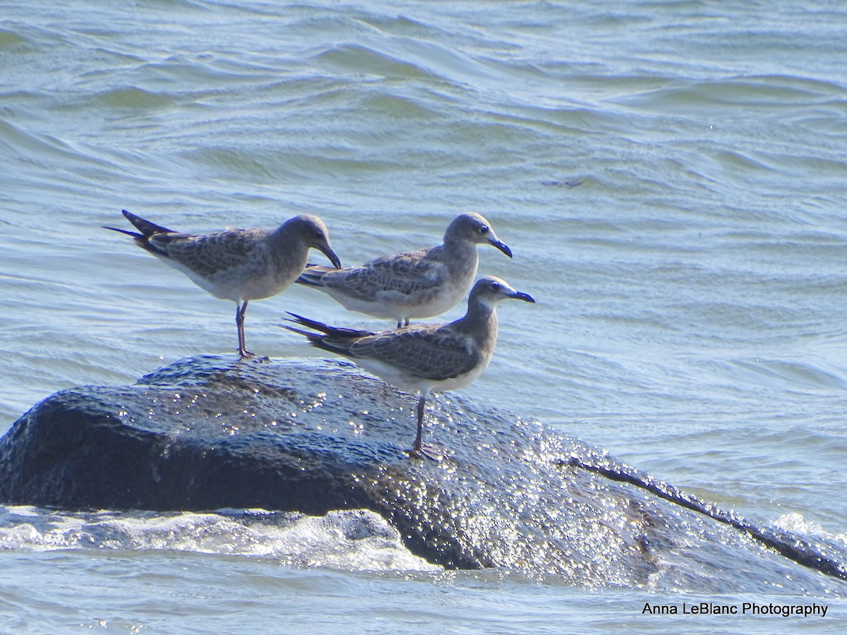 Laughing Gull - ML368325881