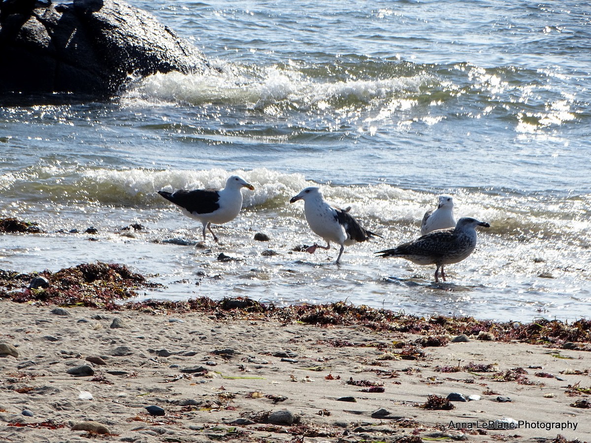 Great Black-backed Gull - ML368327471