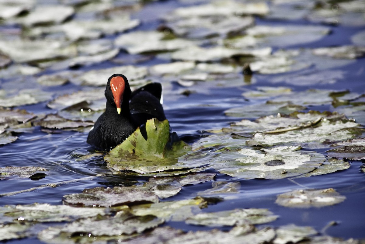 Gallinule poule-d'eau - ML368328221