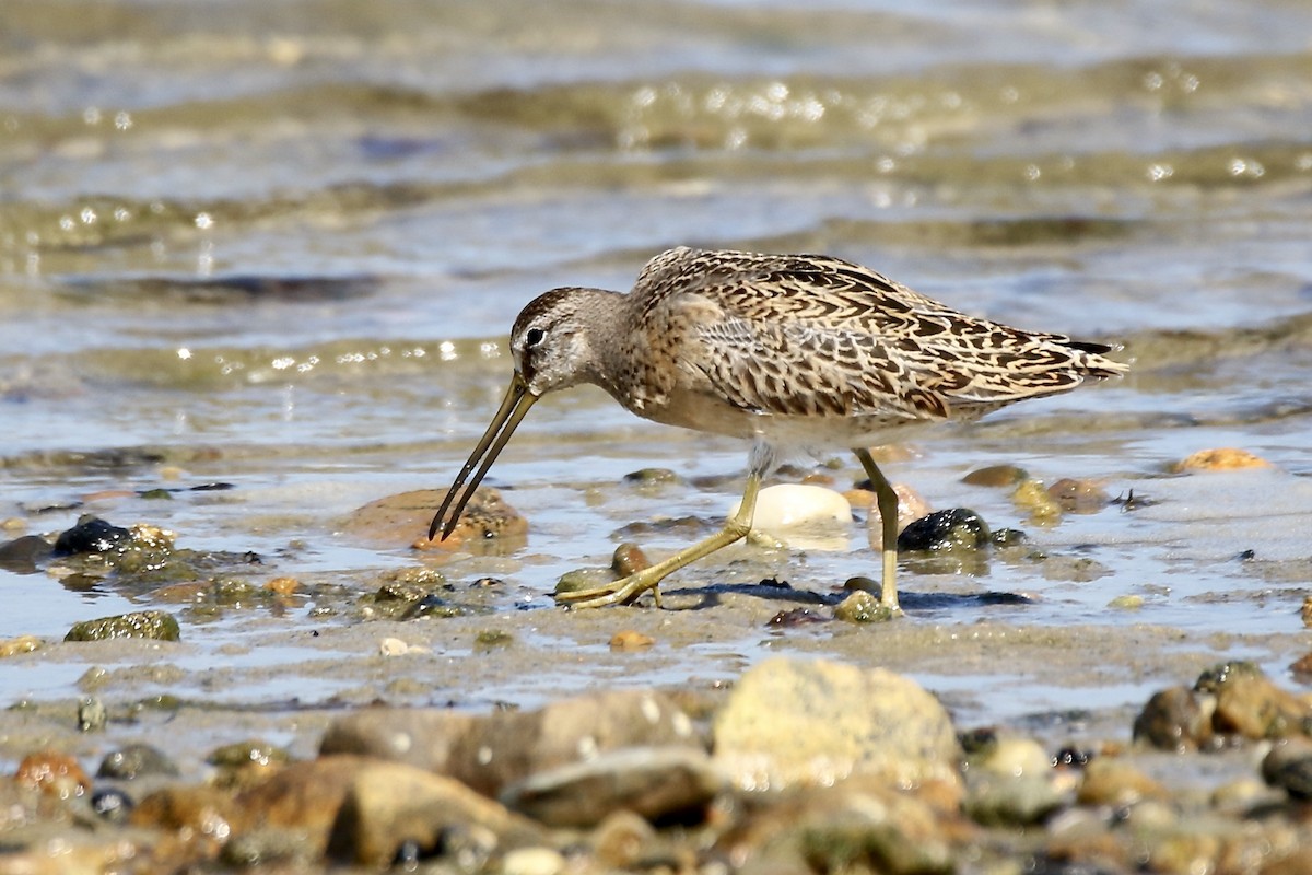 Short-billed Dowitcher - ML368328791