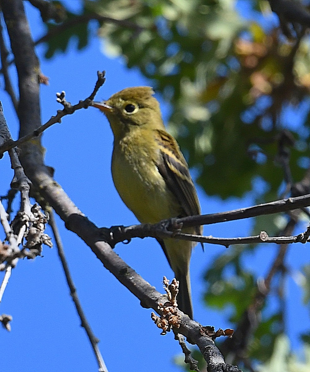 Western Flycatcher (Pacific-slope) - Daniel Murphy