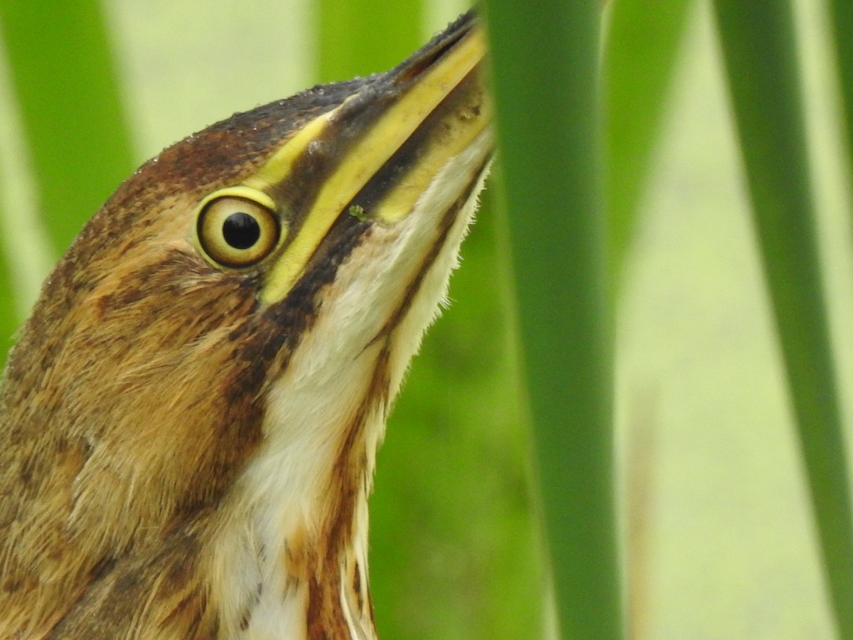 American Bittern - Jacques Bélanger