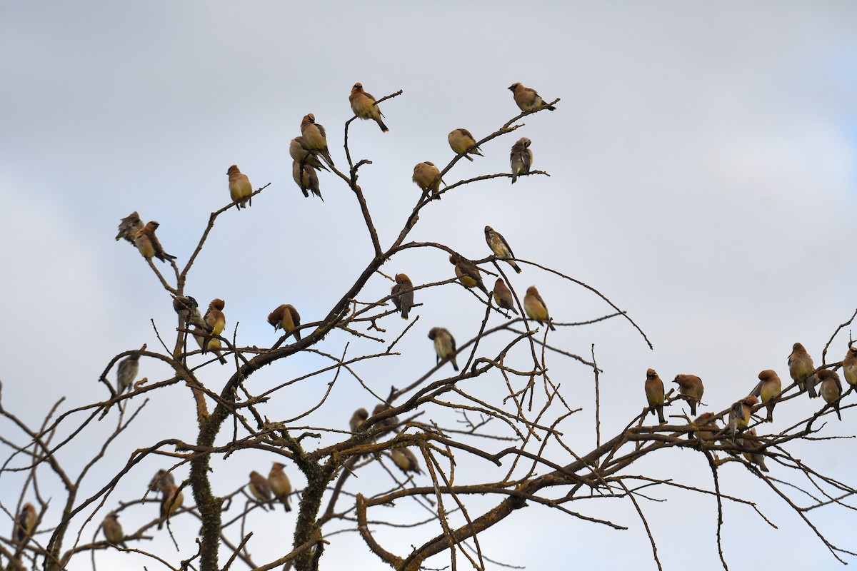 Cedar Waxwing - ML368329381