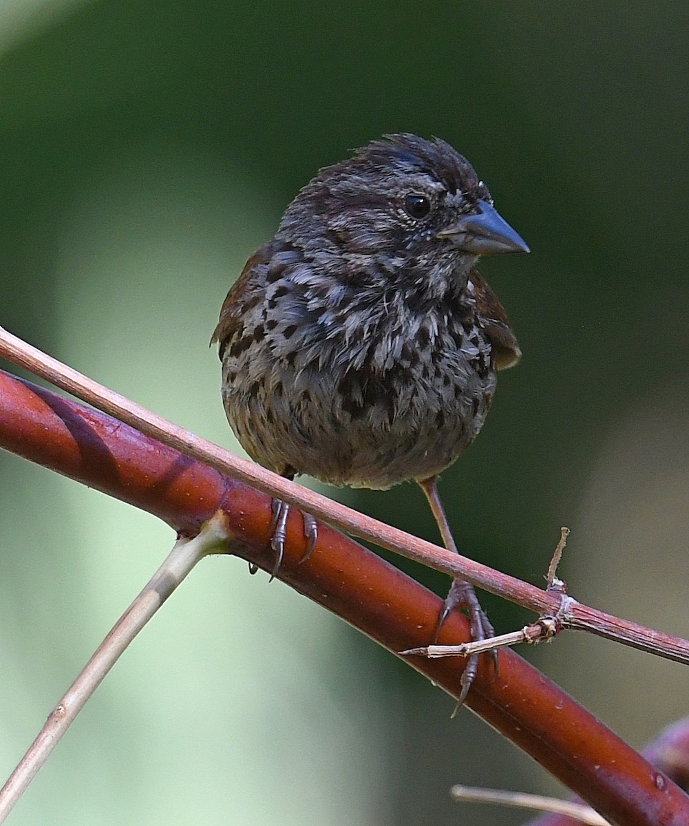 Song Sparrow - Daniel Murphy