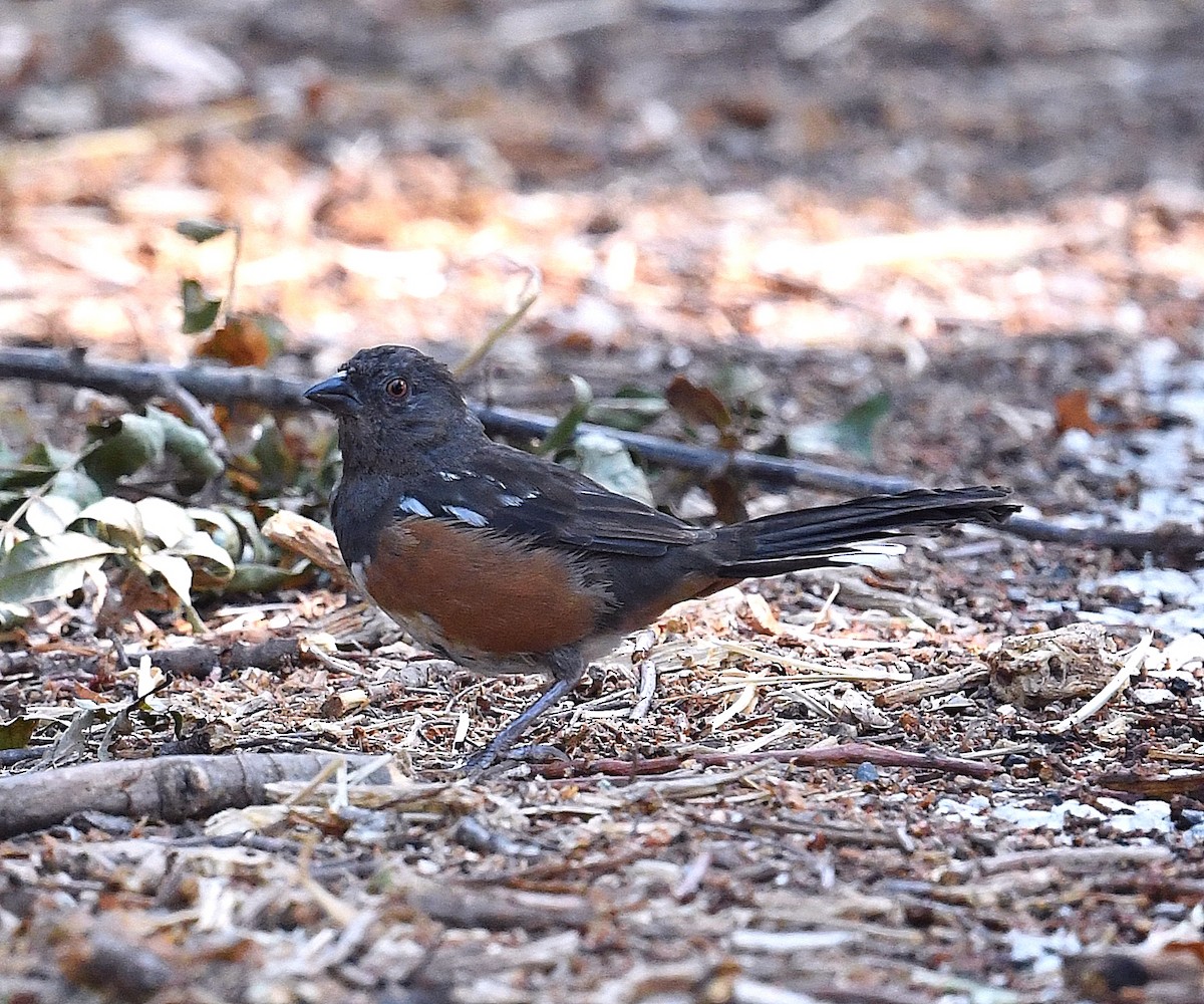 Spotted Towhee - ML368329781