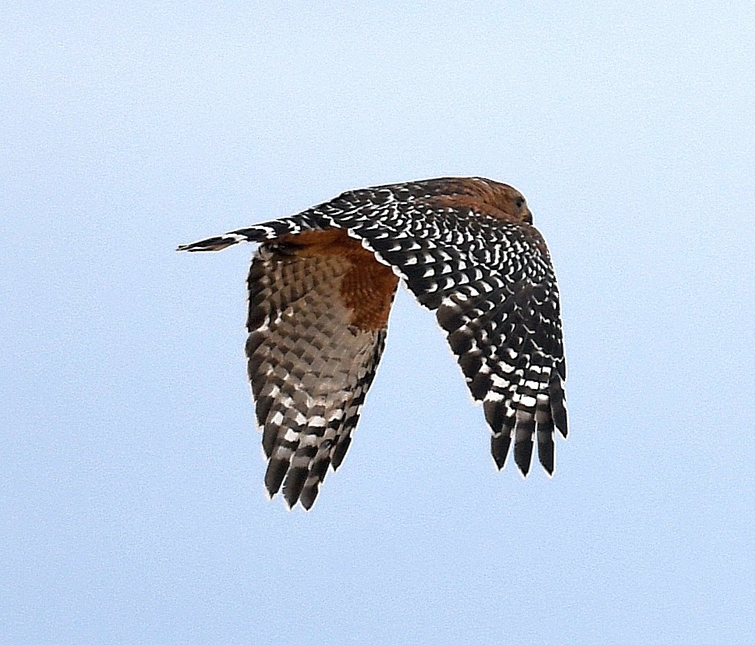 Red-shouldered Hawk - ML368330101