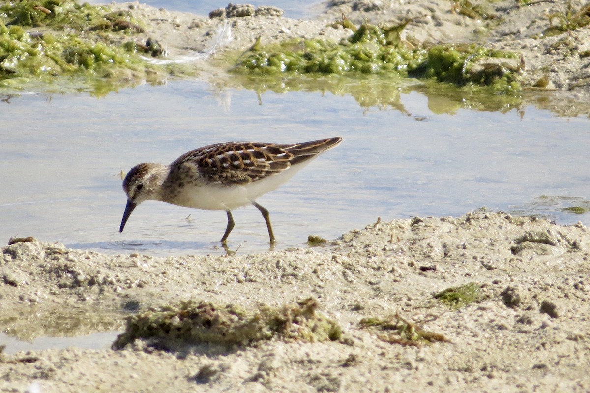 Least Sandpiper - ML368331461