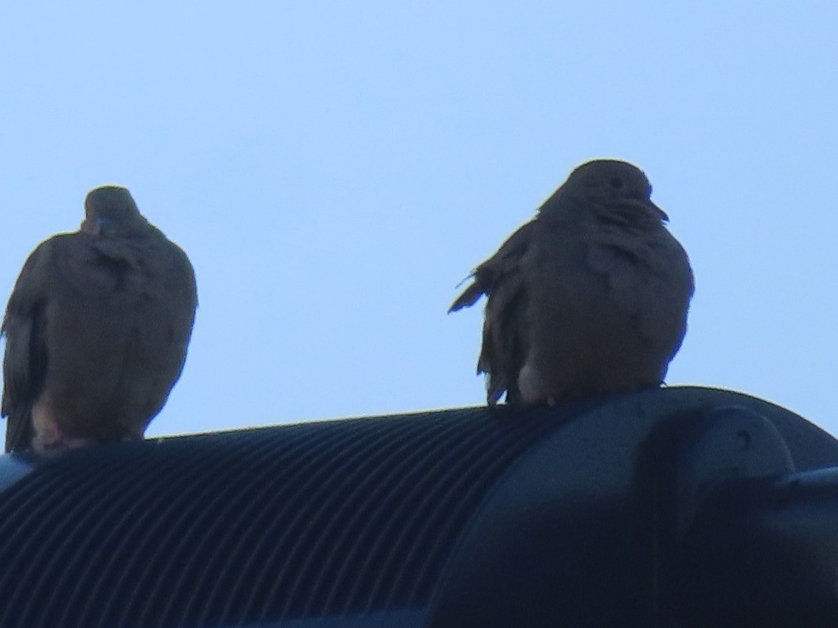 Mourning Dove - ML368332831