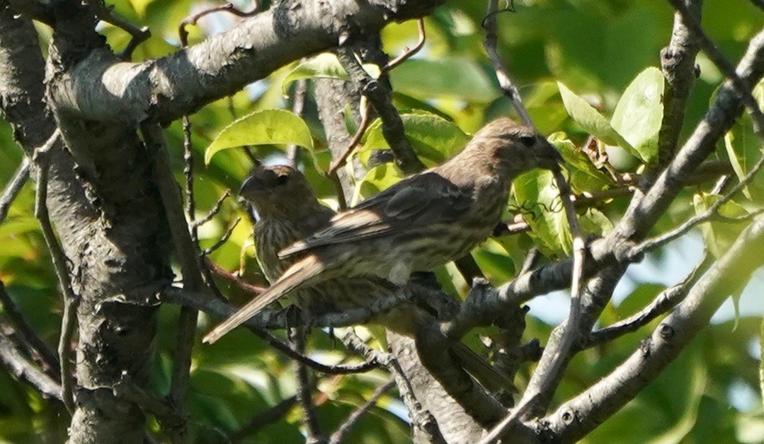 メキシコマシコ - ML368334041