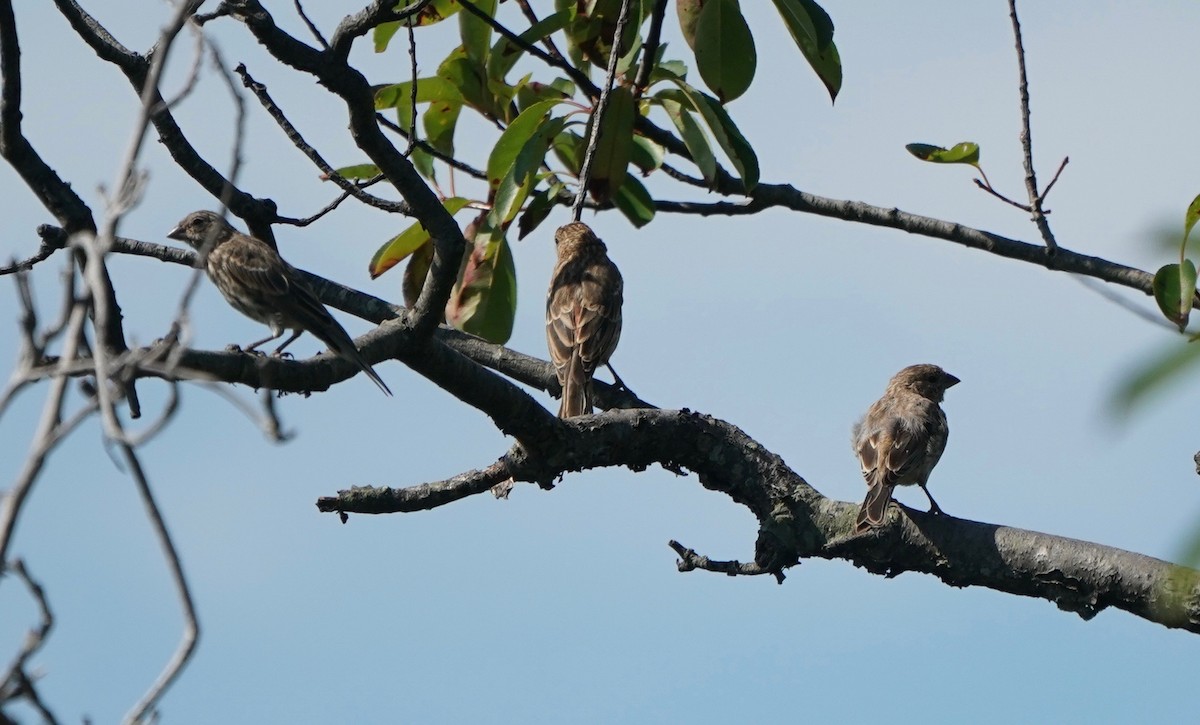 メキシコマシコ - ML368334081