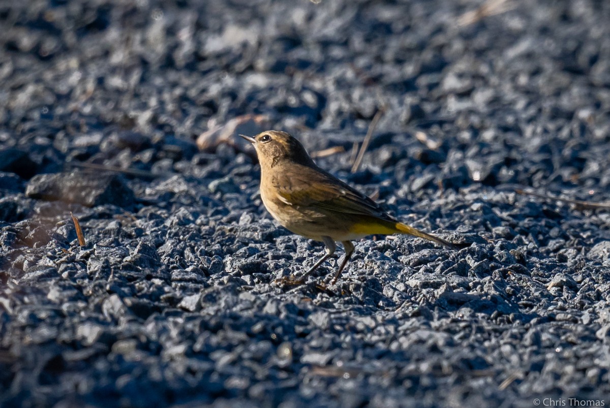 Palm Warbler - ML368335831