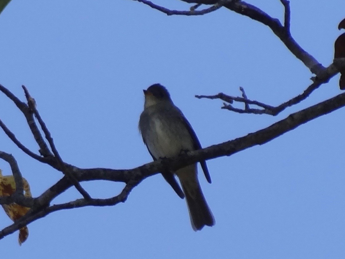 Eastern Wood-Pewee - ML36833661