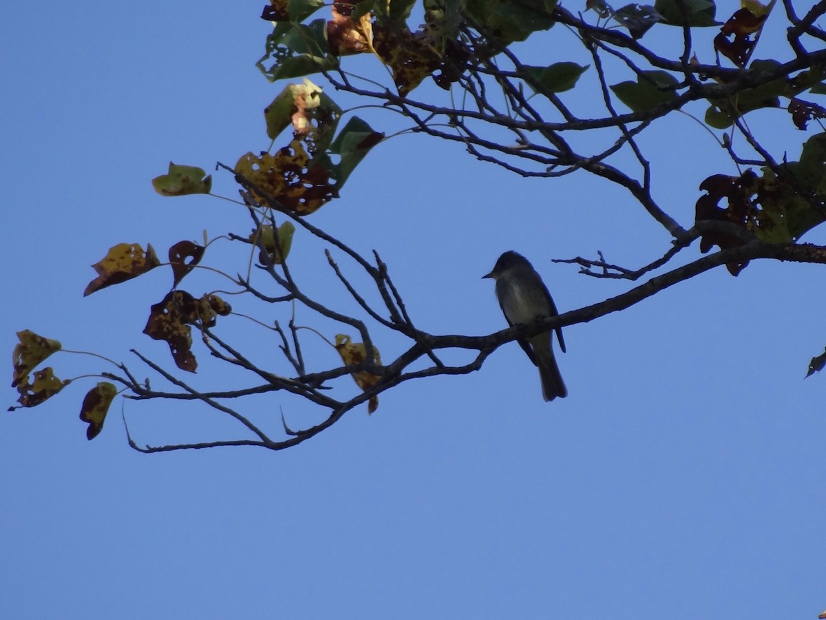 Eastern Wood-Pewee - ML36833671
