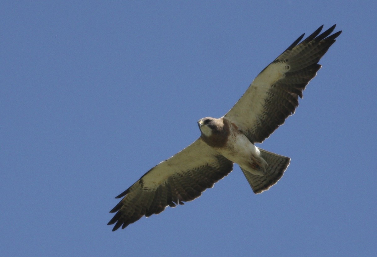 Swainson's Hawk - ML368338351