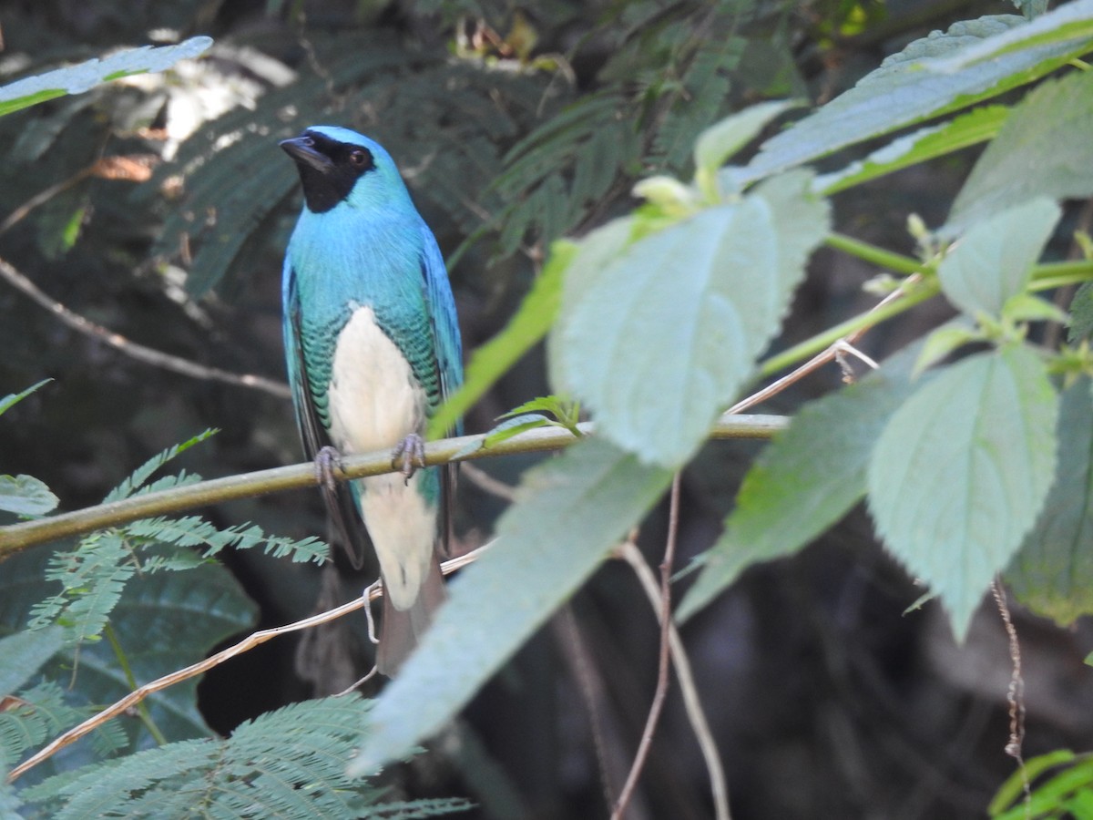 Swallow Tanager - ML368339411