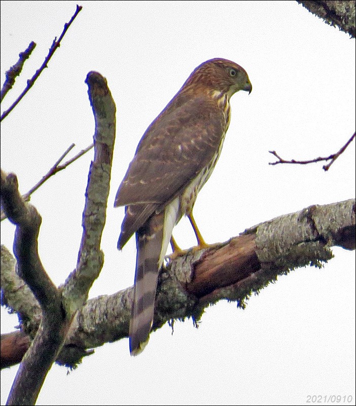 Cooper's Hawk - ML368340301