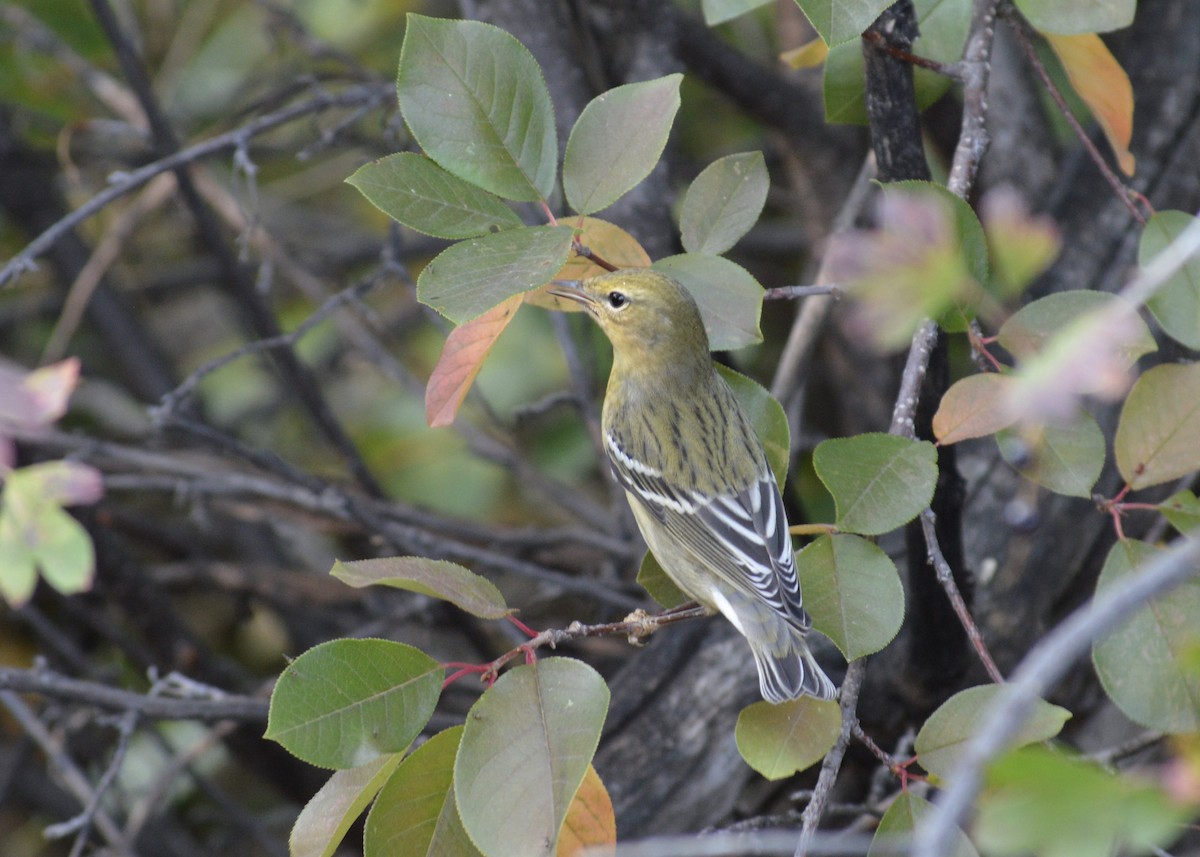Blackpoll Warbler - ML368340861