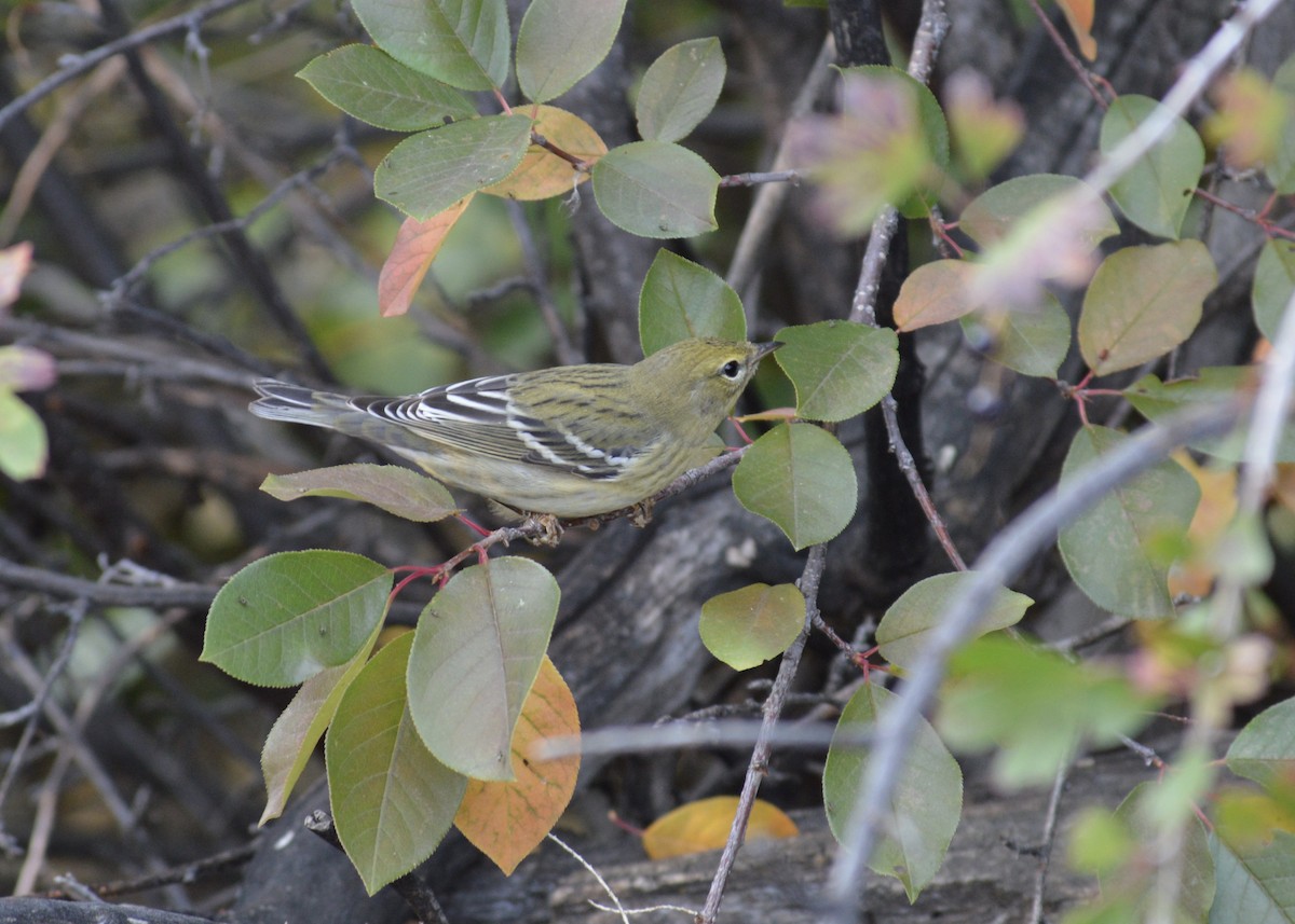 Blackpoll Warbler - ML368340871
