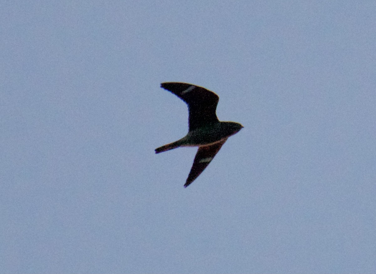 Common Nighthawk - ML368341181