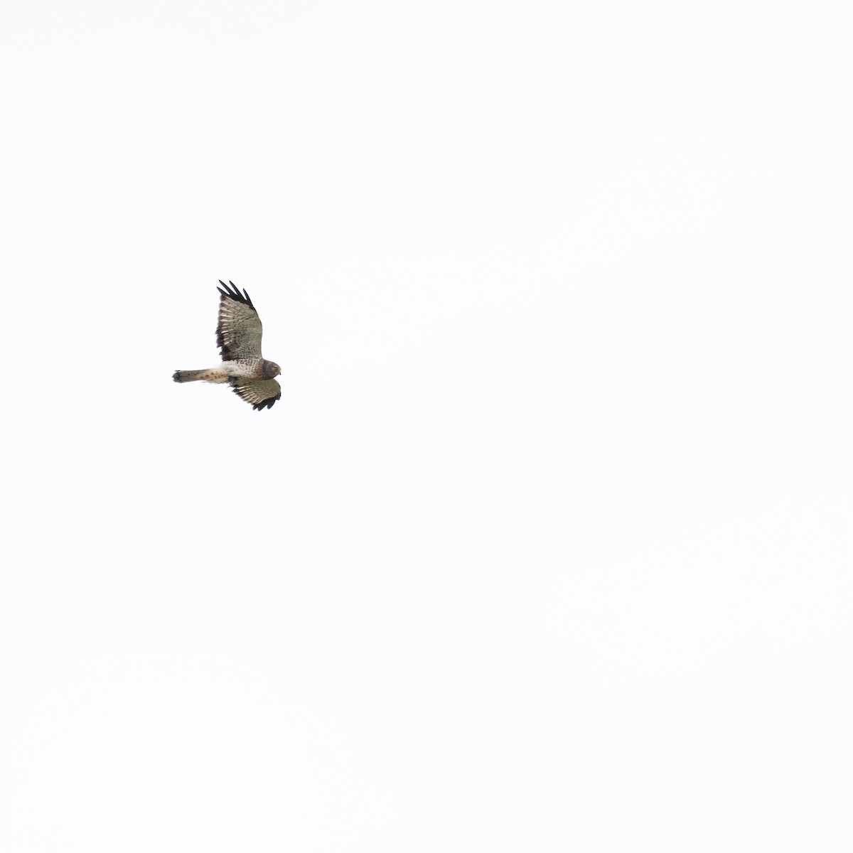 Northern Harrier - ML368344161